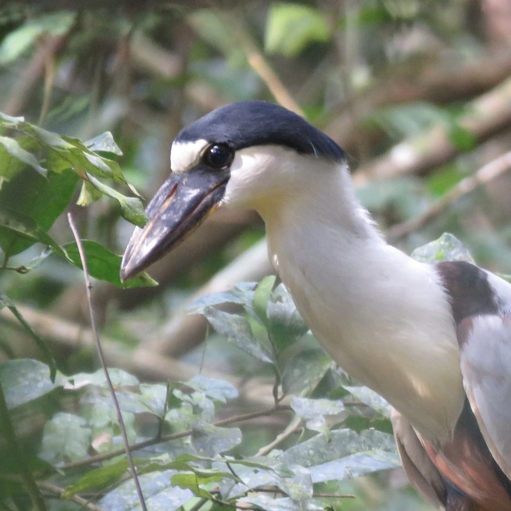 Boat-billed Heron / ヒロハシサギ