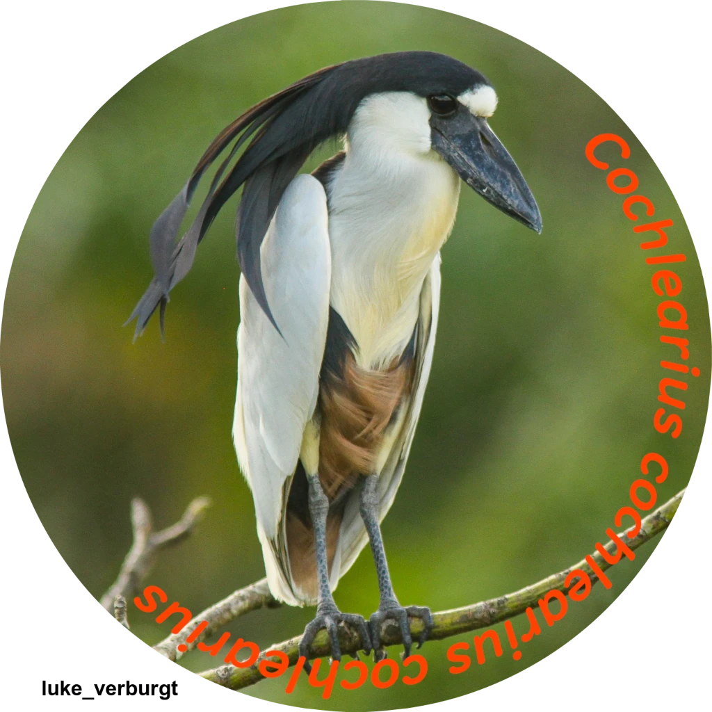 Cochlearius cochlearius cochlearius