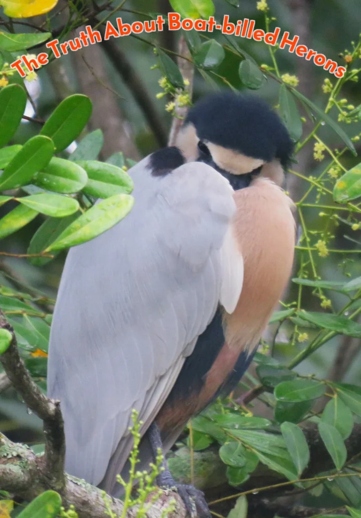 The Truth About Boat-billed Herons