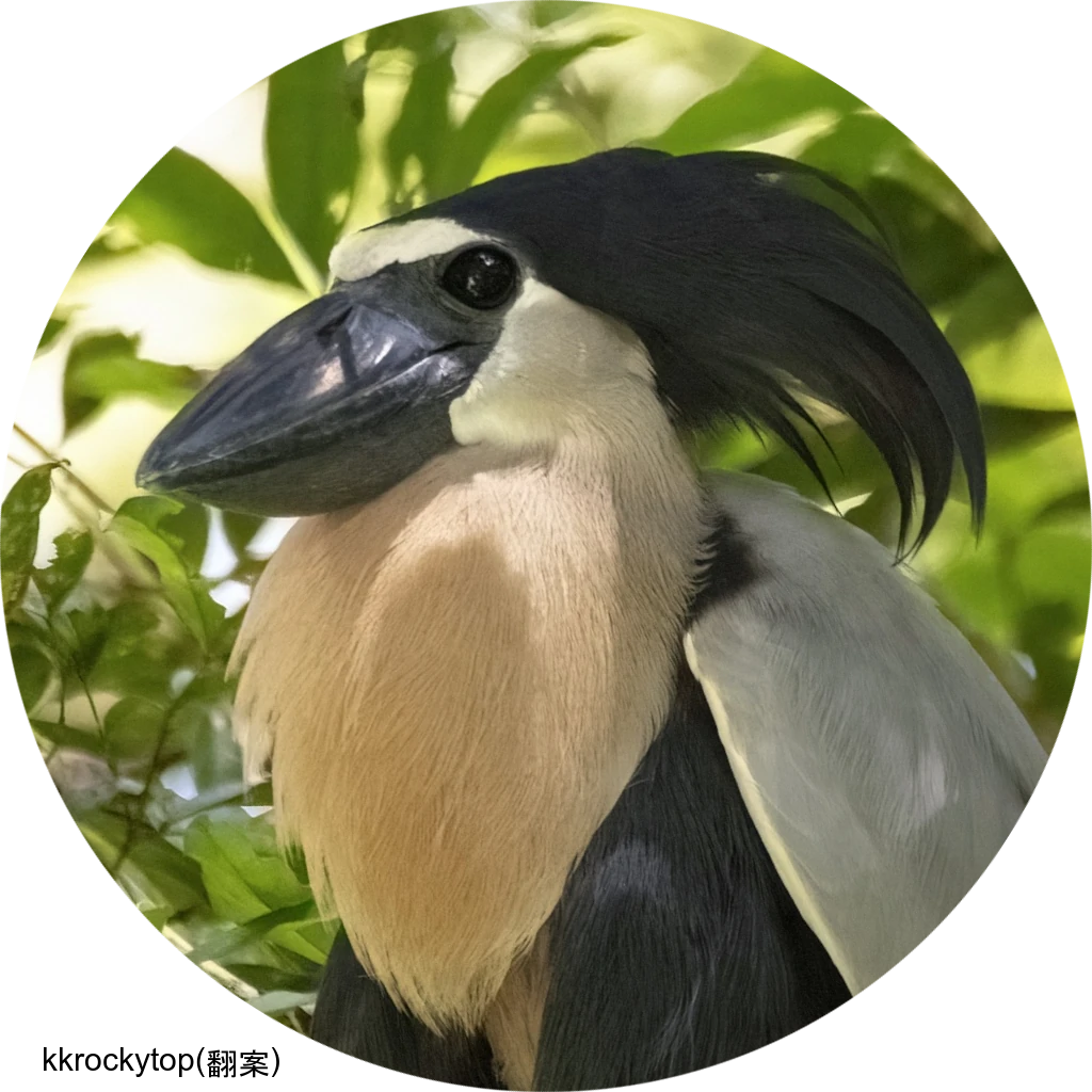 Boat-billed Heron / ヒロハシサギ