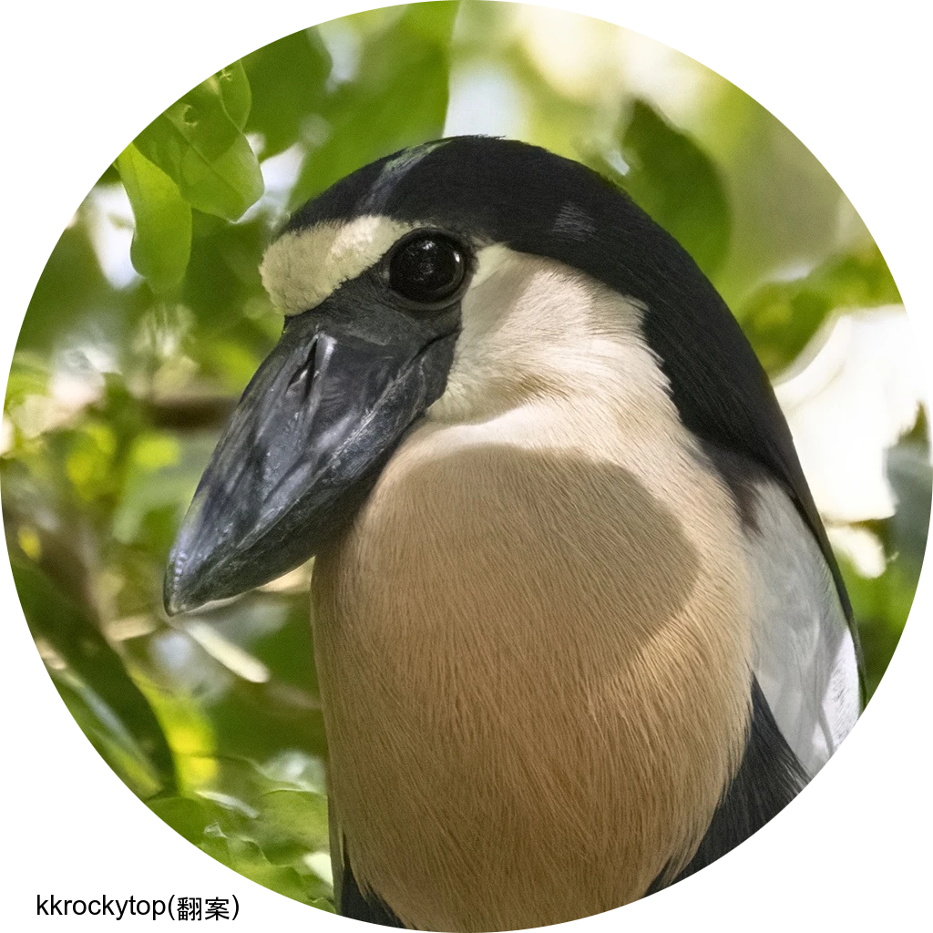 Boat-billed Heron / ヒロハシサギ