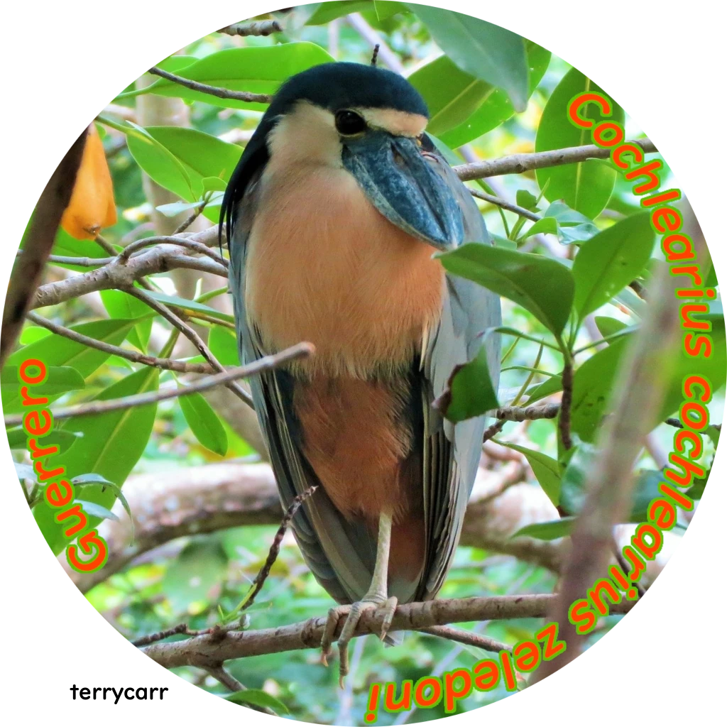 Cochlearius cochlearius zeledoni