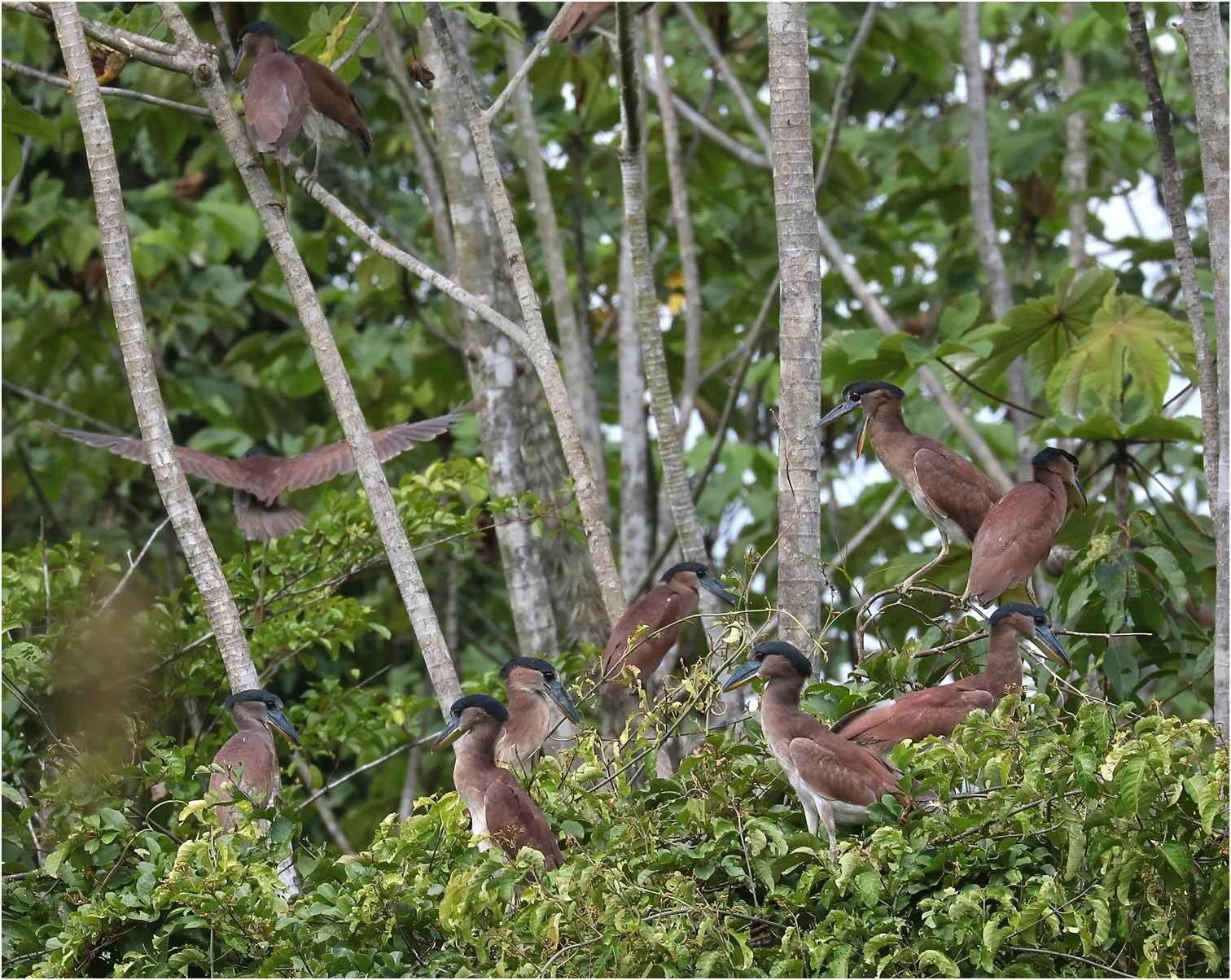 Cochlearius cochlearius