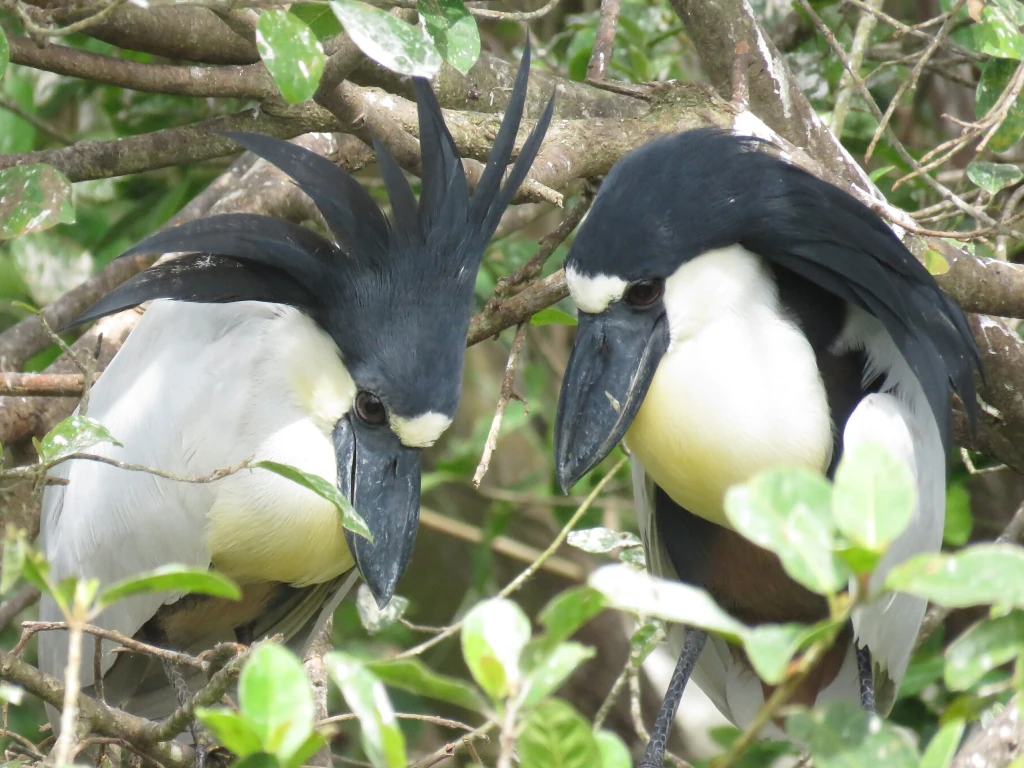 Boat-billed Heron / ヒロハシサギ