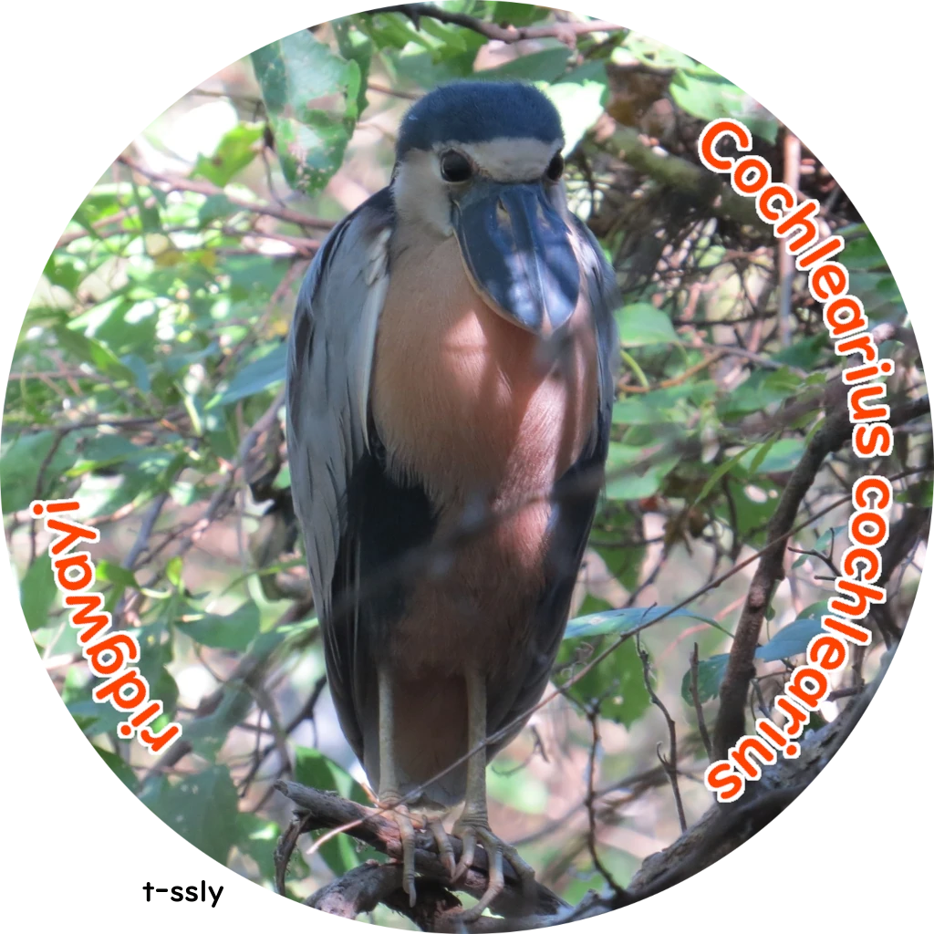 Cochlearius cochlearius ridgwayi