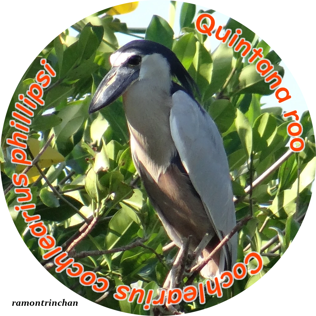 Cochlearius cochlearius phillipsi