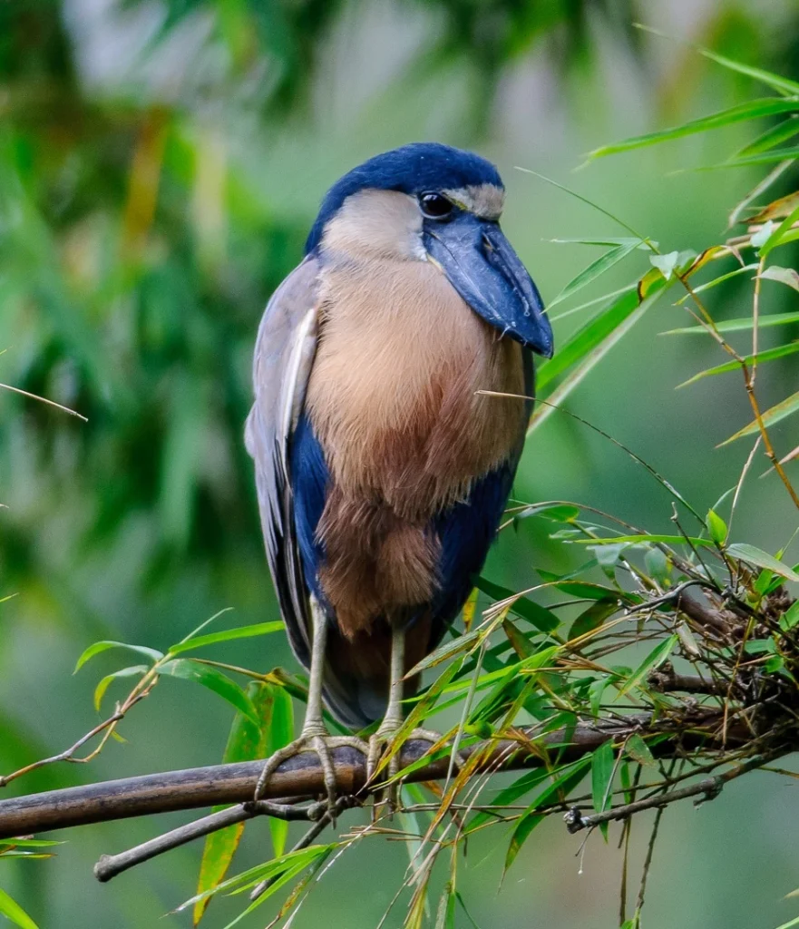 Cochlearius cochlearius