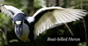 Boat-billed Heron_ヒロハシサギ