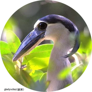 Boat-billed Heron / ヒロハシサギ