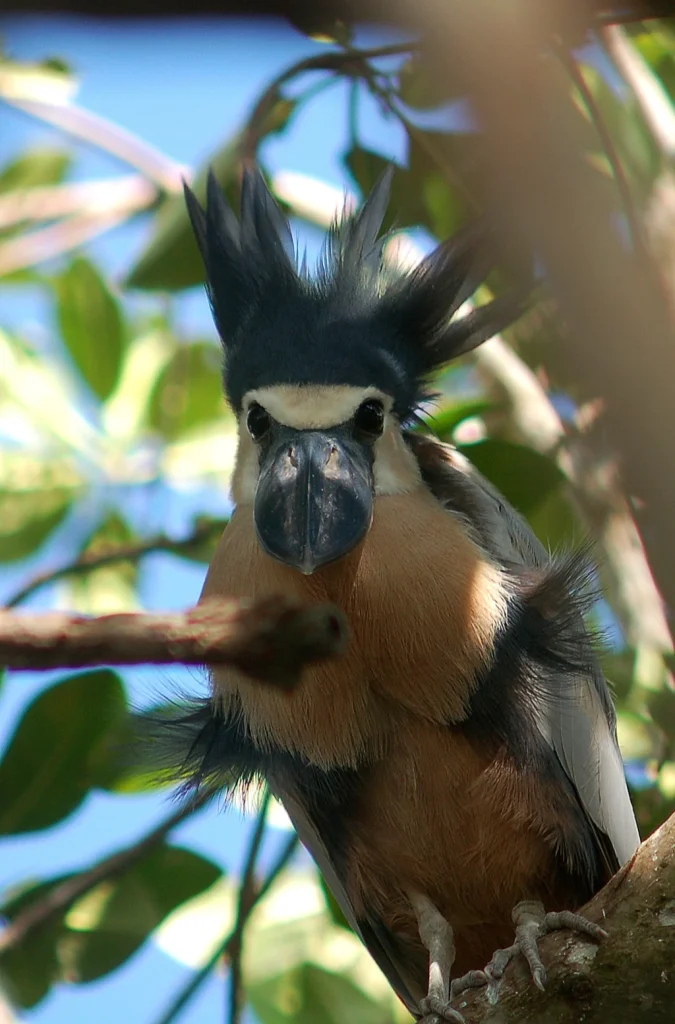 Boat-billed Heron / ヒロハシサギ