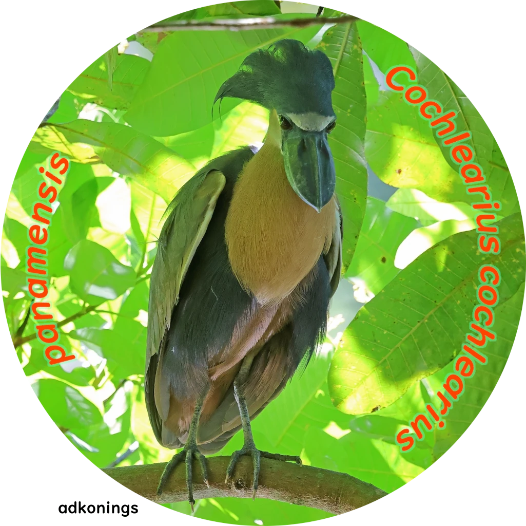 Cochlearius cochlearius panamensis