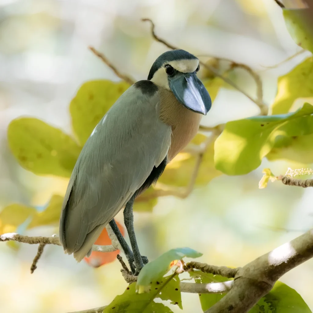 ヒロハシサギ/Boat-billed Heron