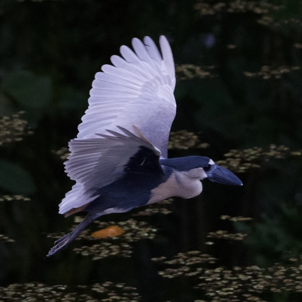 Boat-billed Heron_ヒロハシサギ