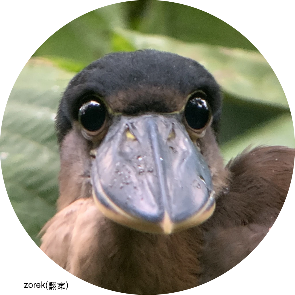 Boat-billed Heron / ヒロハシサギ