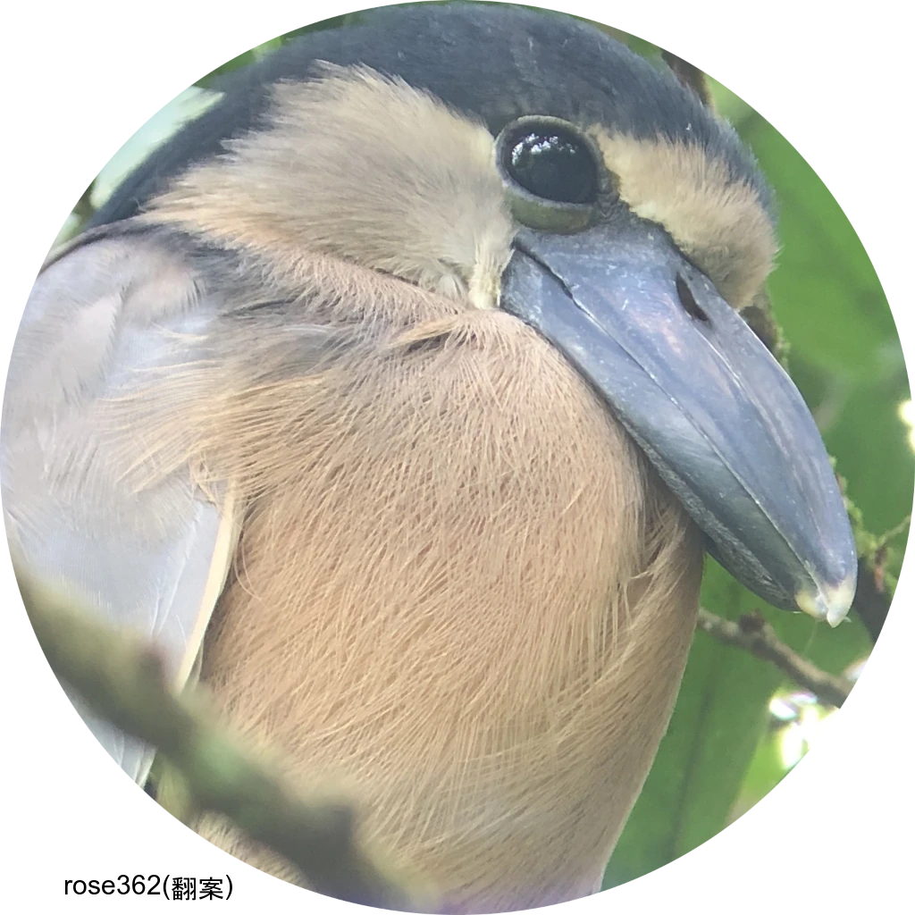 Boat-billed Heron / ヒロハシサギ