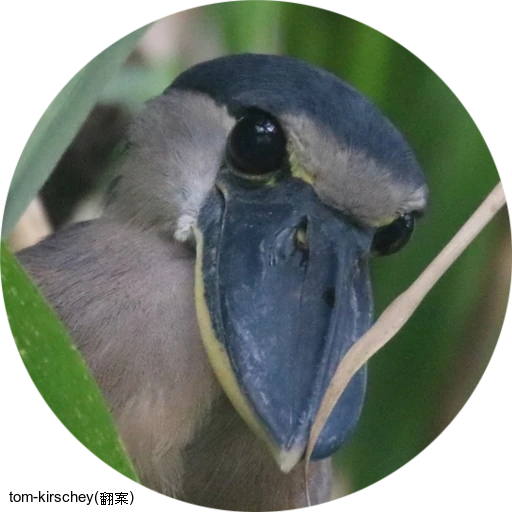 Boat-billed Heron / ヒロハシサギ