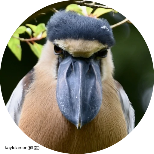 Boat-billed Heron / ヒロハシサギ