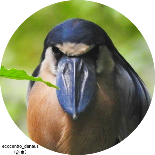 Boat-billed Heron / ヒロハシサギ