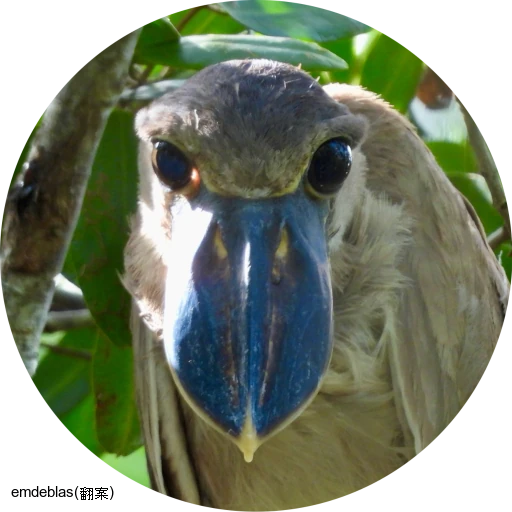 Boat-billed Heron / ヒロハシサギ