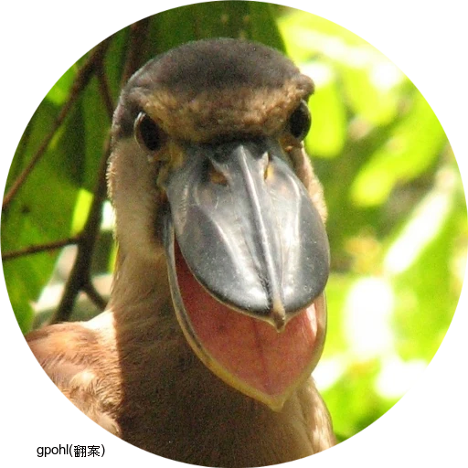 Boat-billed Heron / ヒロハシサギ