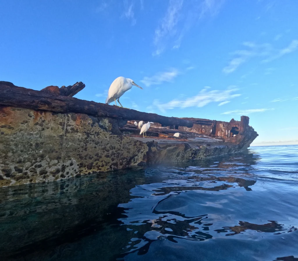 サギ島(Heron Island)