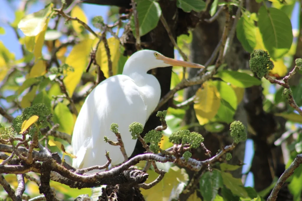 クロサギ(Pacific Reef Heron)「白色型」