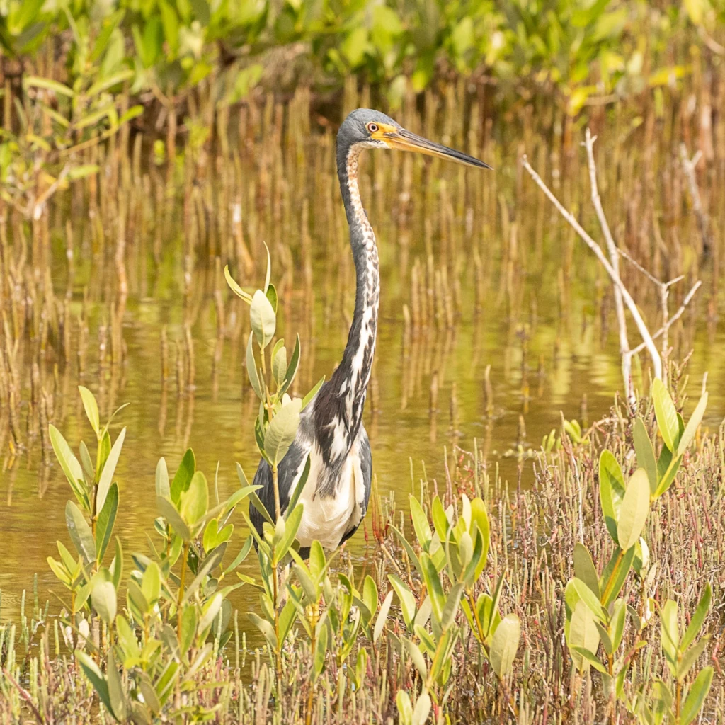 Tricolored Heron