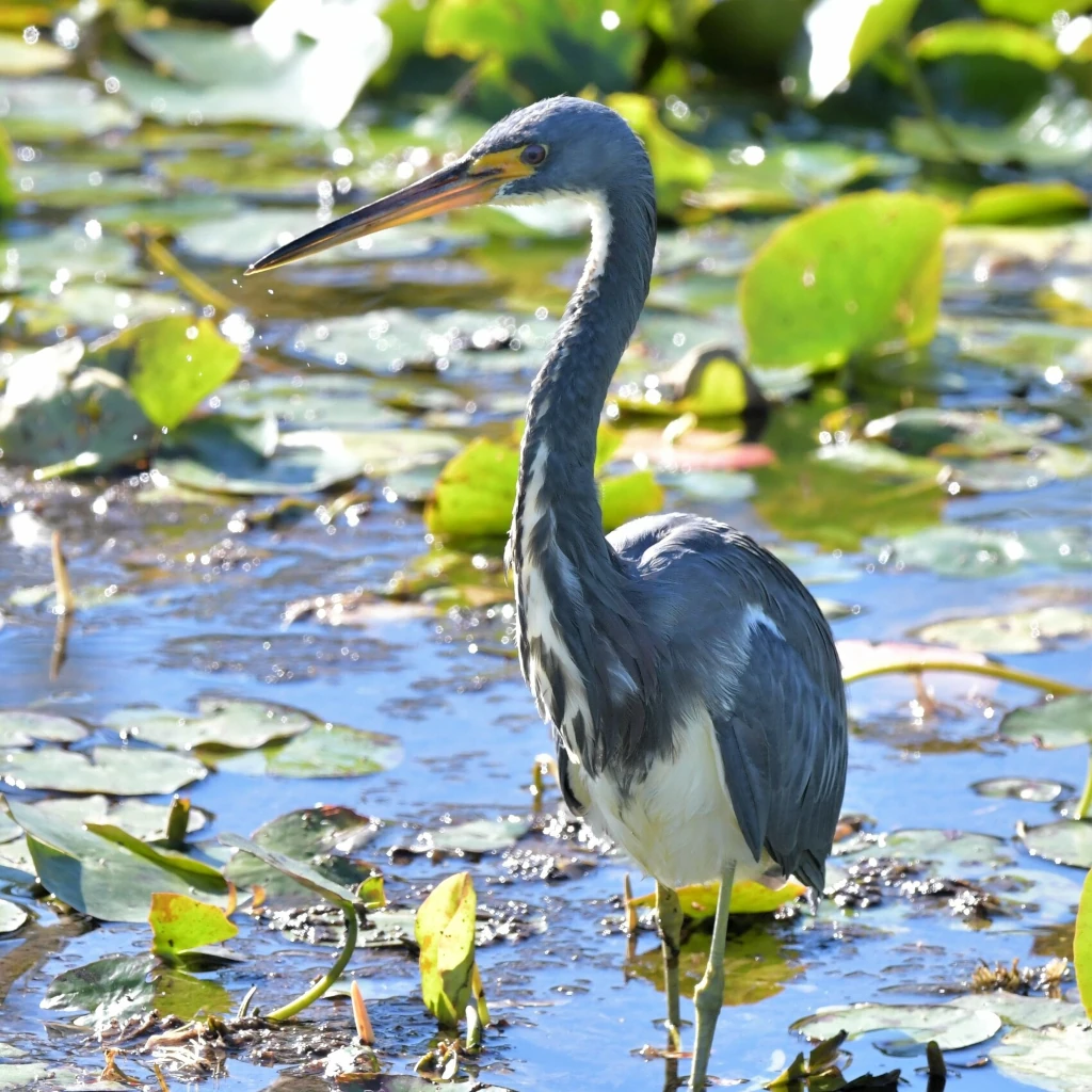 サンショクサギ●Egretta tricolor○Tricolored Heron