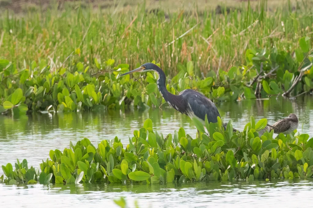 サンショクサギ, Egretta tricolor, Tricolored Heron