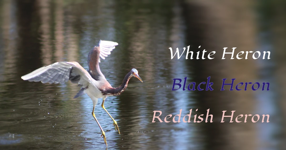 White Heron, Reddish Heron, Blue Heron, Black Heron