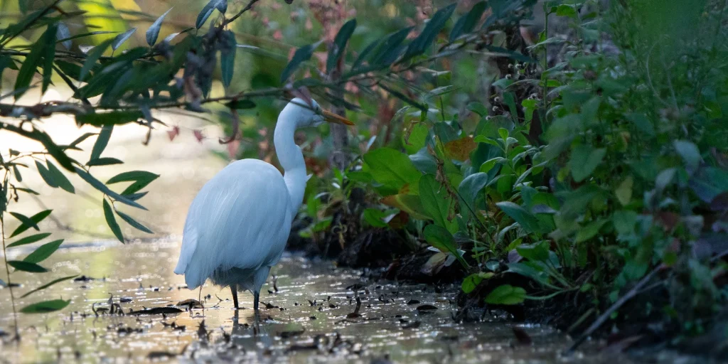 シラサギ / White egret