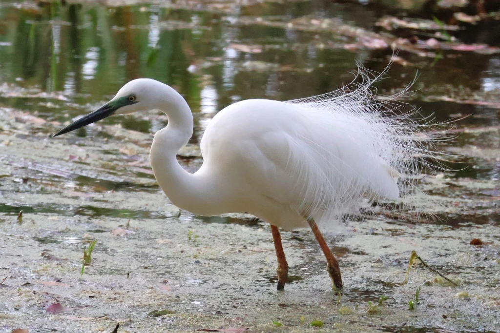 シラサギ / White egret