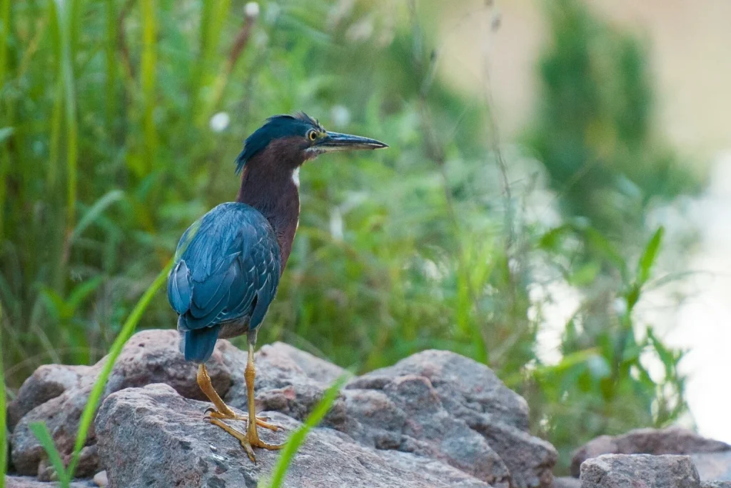 Little green Heron