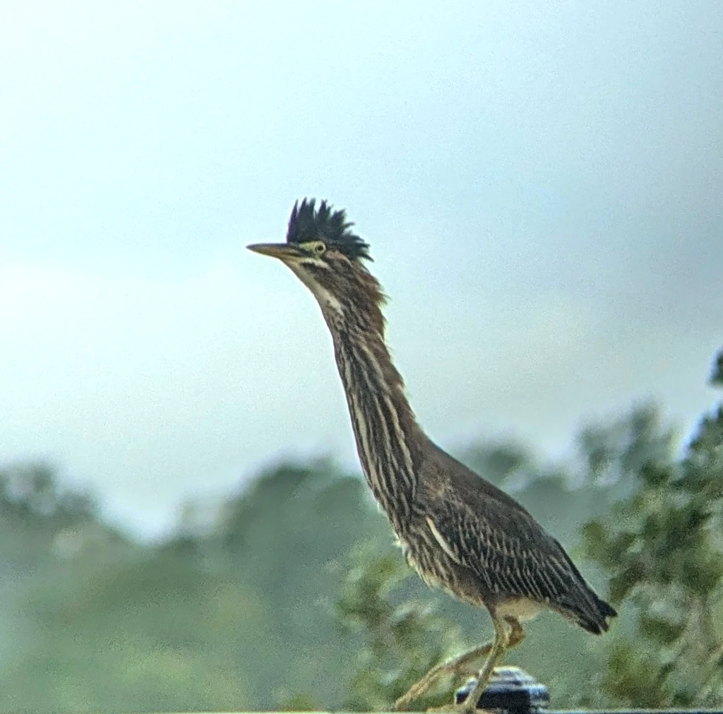 アメリカササゴイ(Chucklehead)