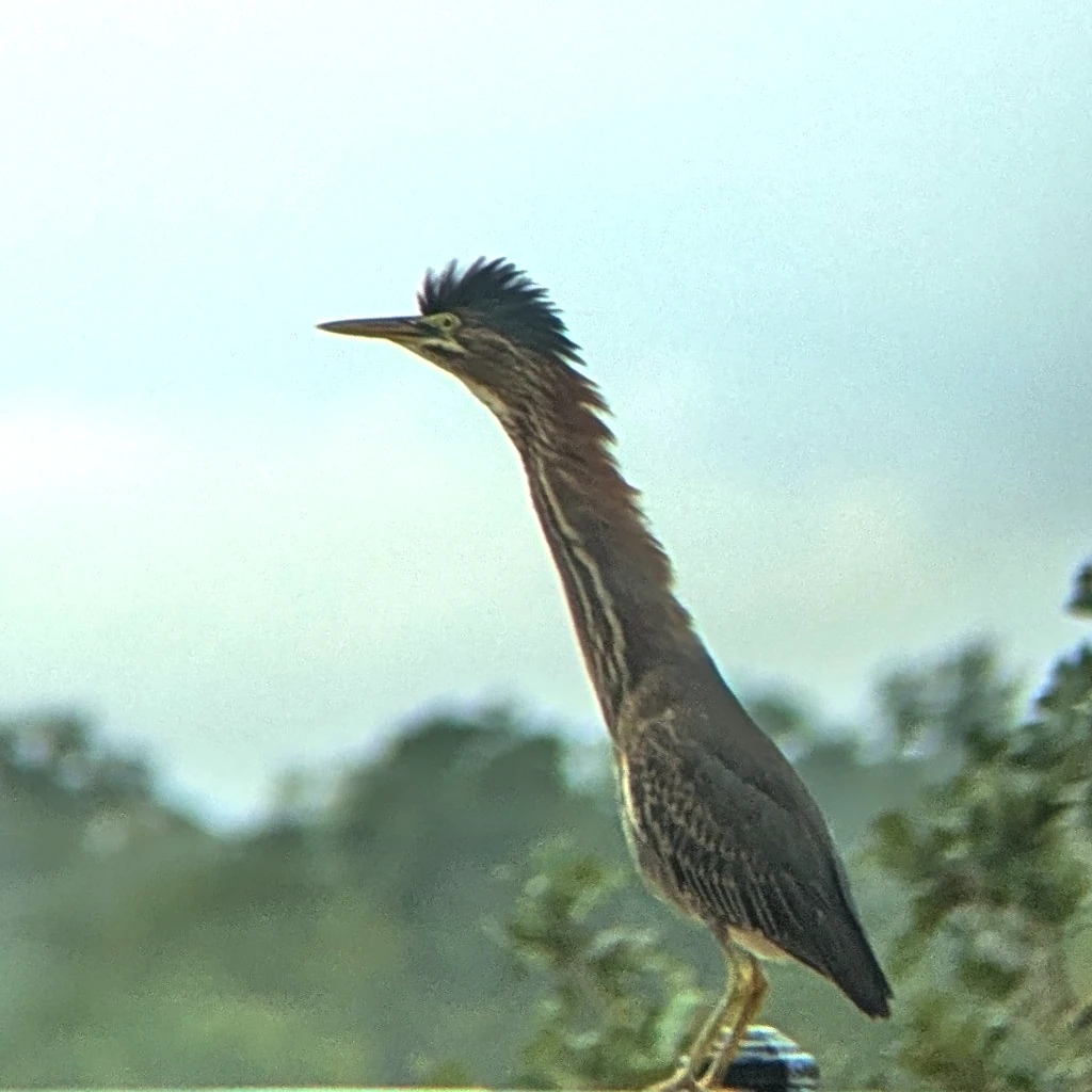 アメリカササゴイ