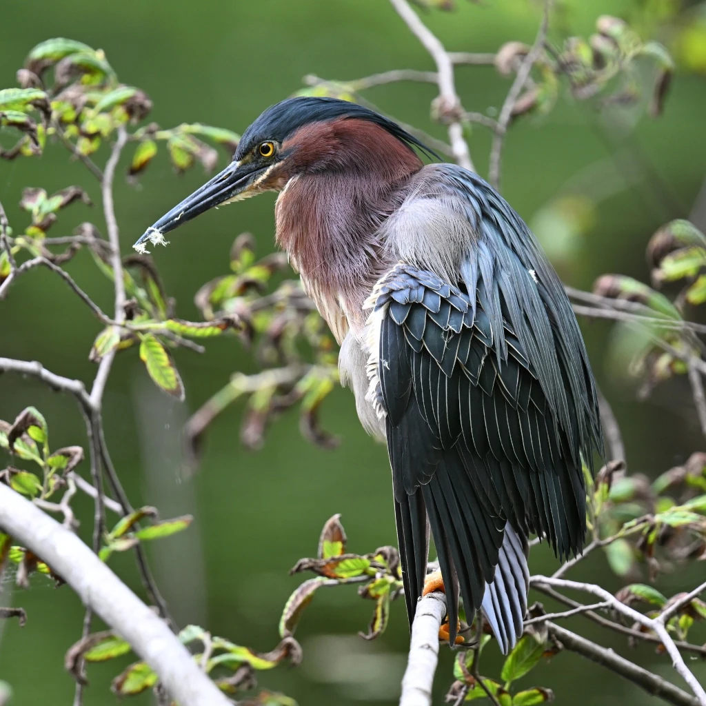 Chucklehead, Green Heron, Little green Heron, Poke