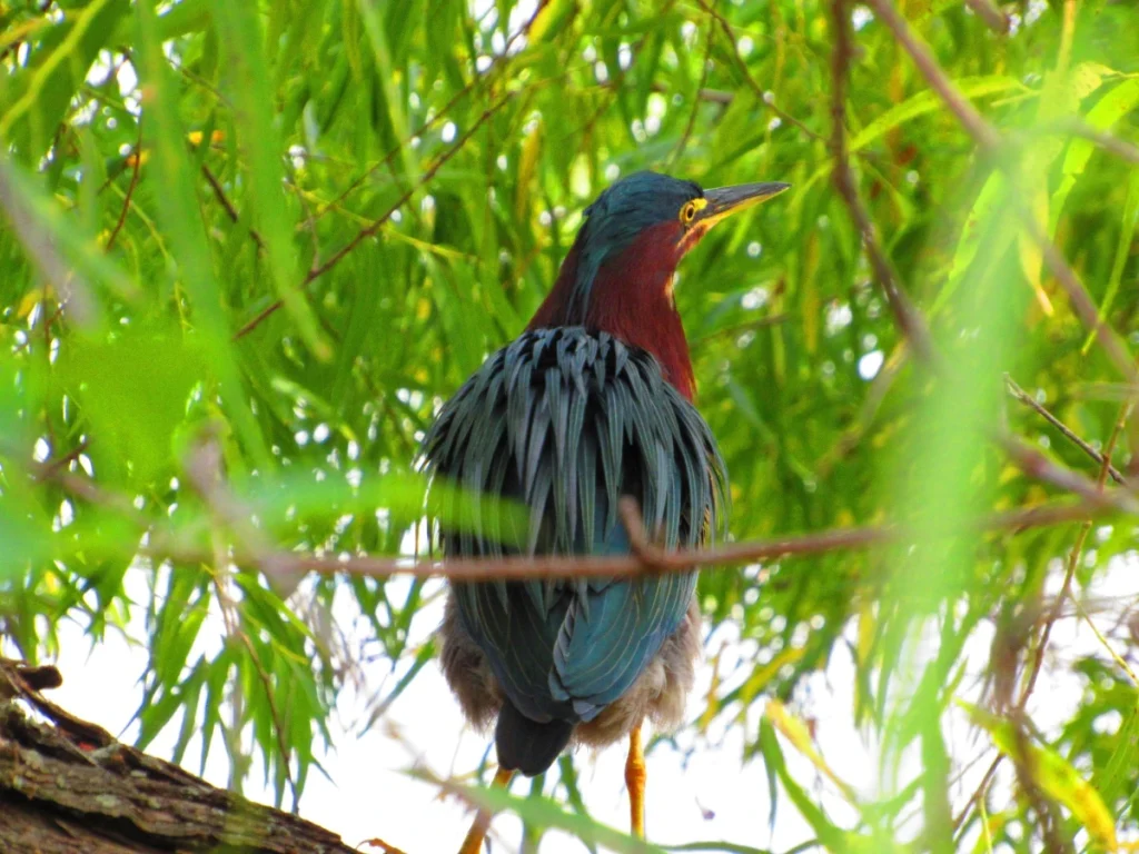 Little green Heron