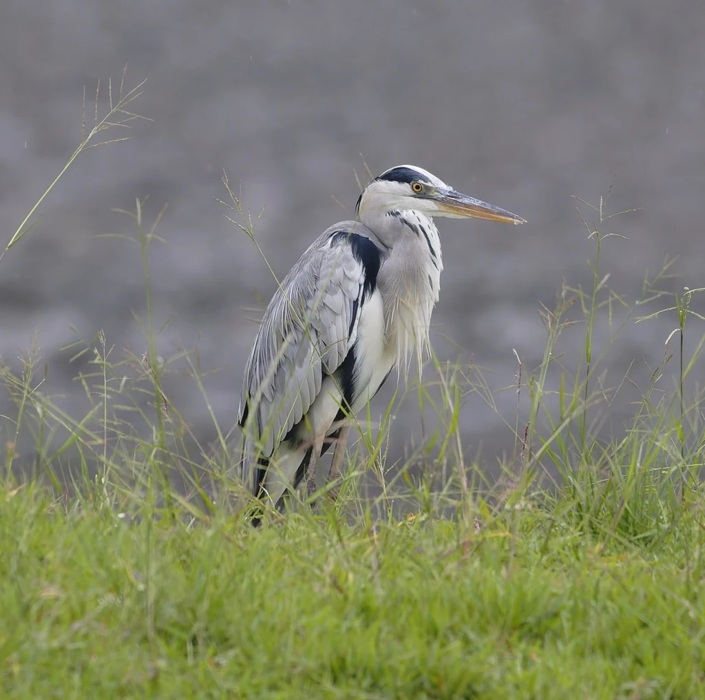 アオサギ, Ardea cinerea, Grey Heron