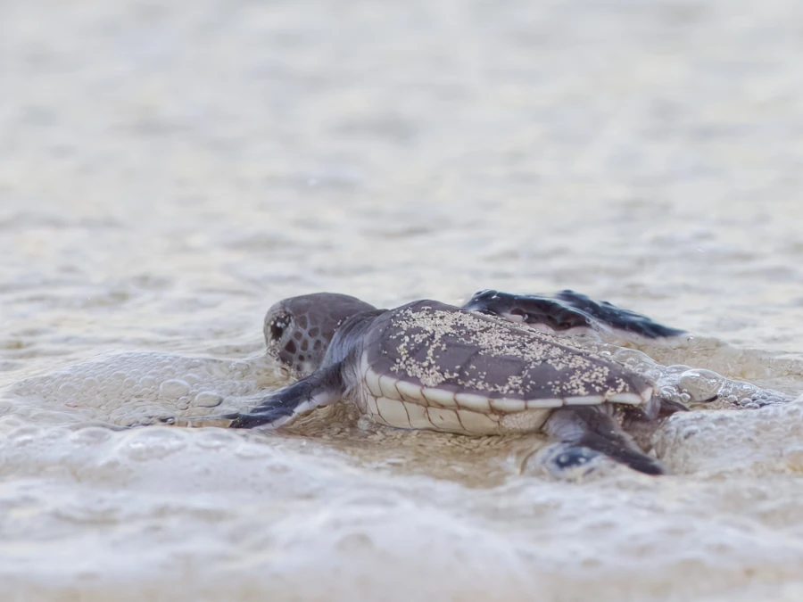 Green Turtle hatchling at Heron Island
