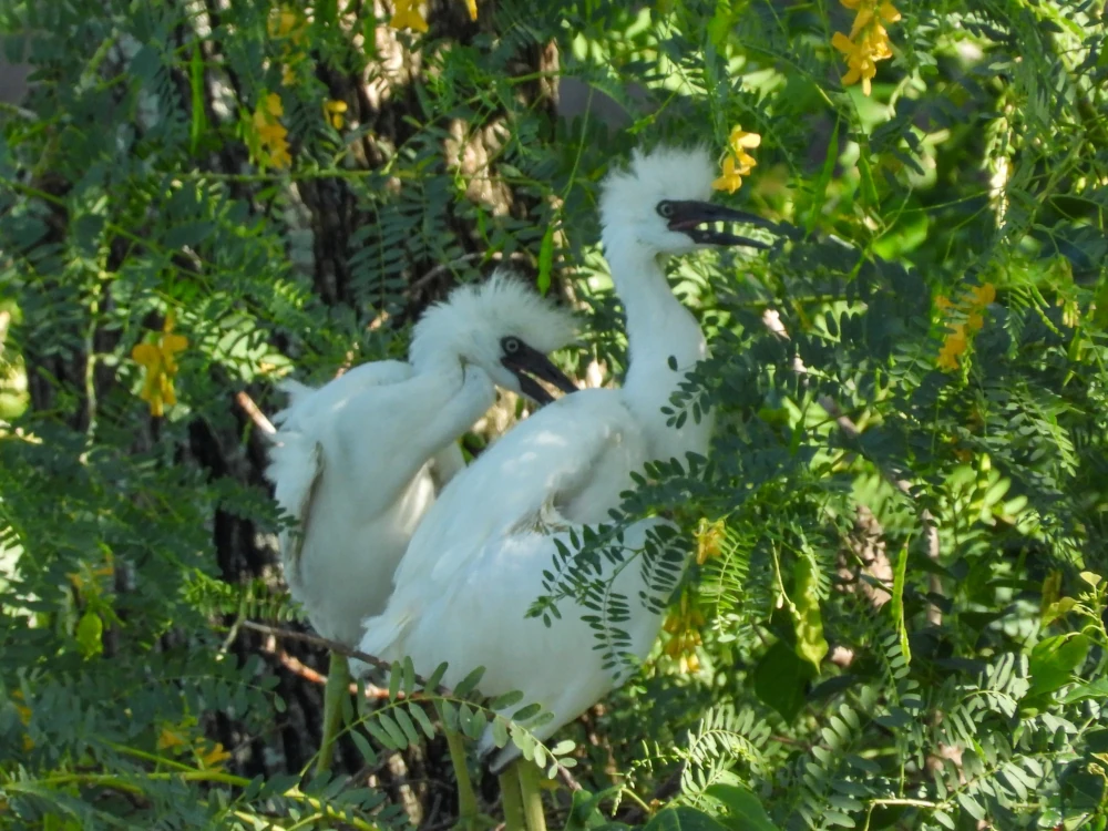 ヒメアカクロサギ, Egretta caerulea, Little Blue Heron