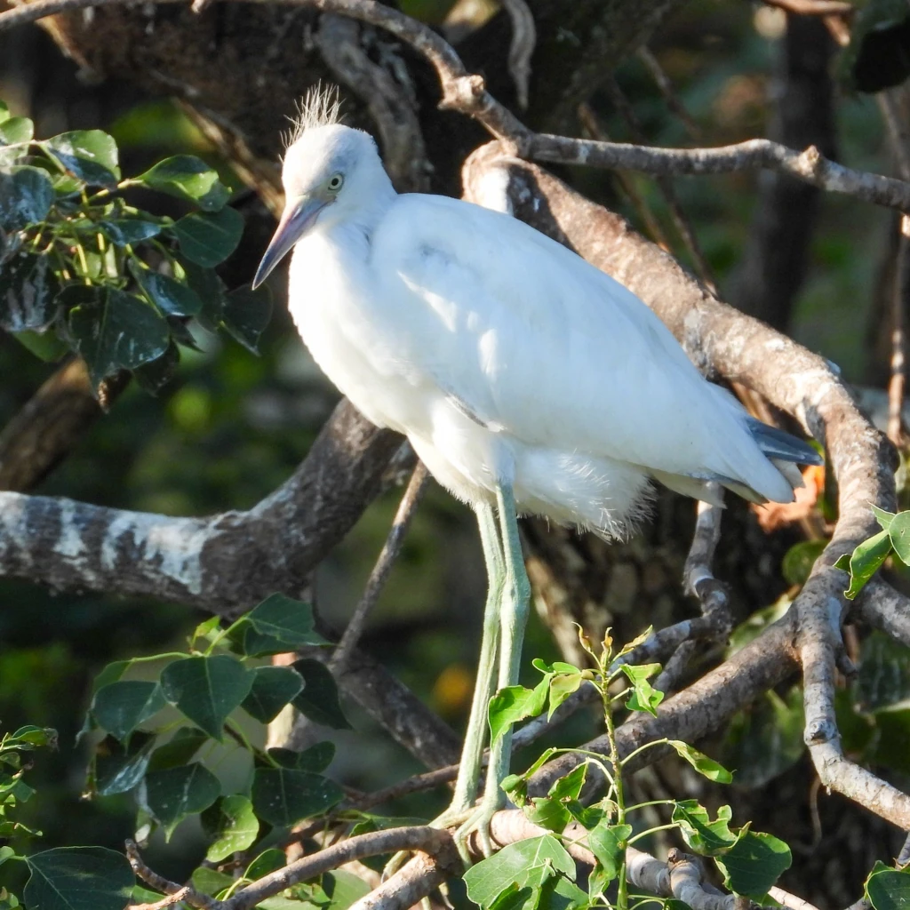 ヒメアカクロサギ, Egretta caerulea, Little Blue Heron