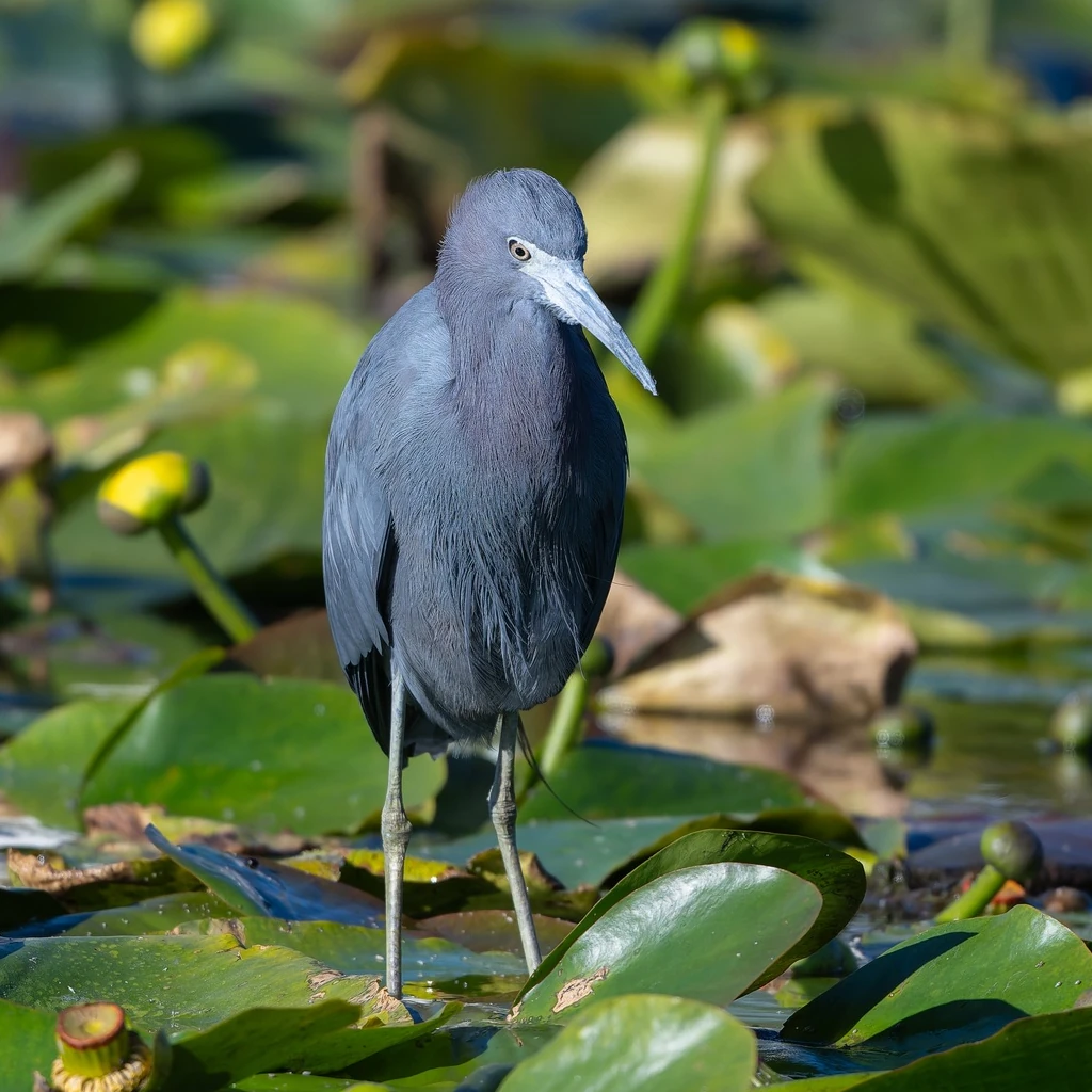 ヒメアカクロサギ, Egretta caerulea, Little Blue Heron