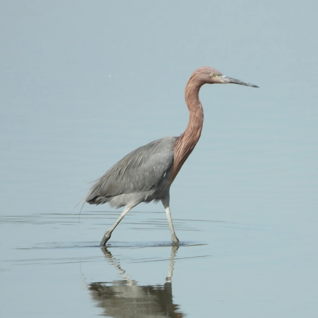 アカクロサギ, Egretta rufescens, Reddish Heron, Dickey's Egret