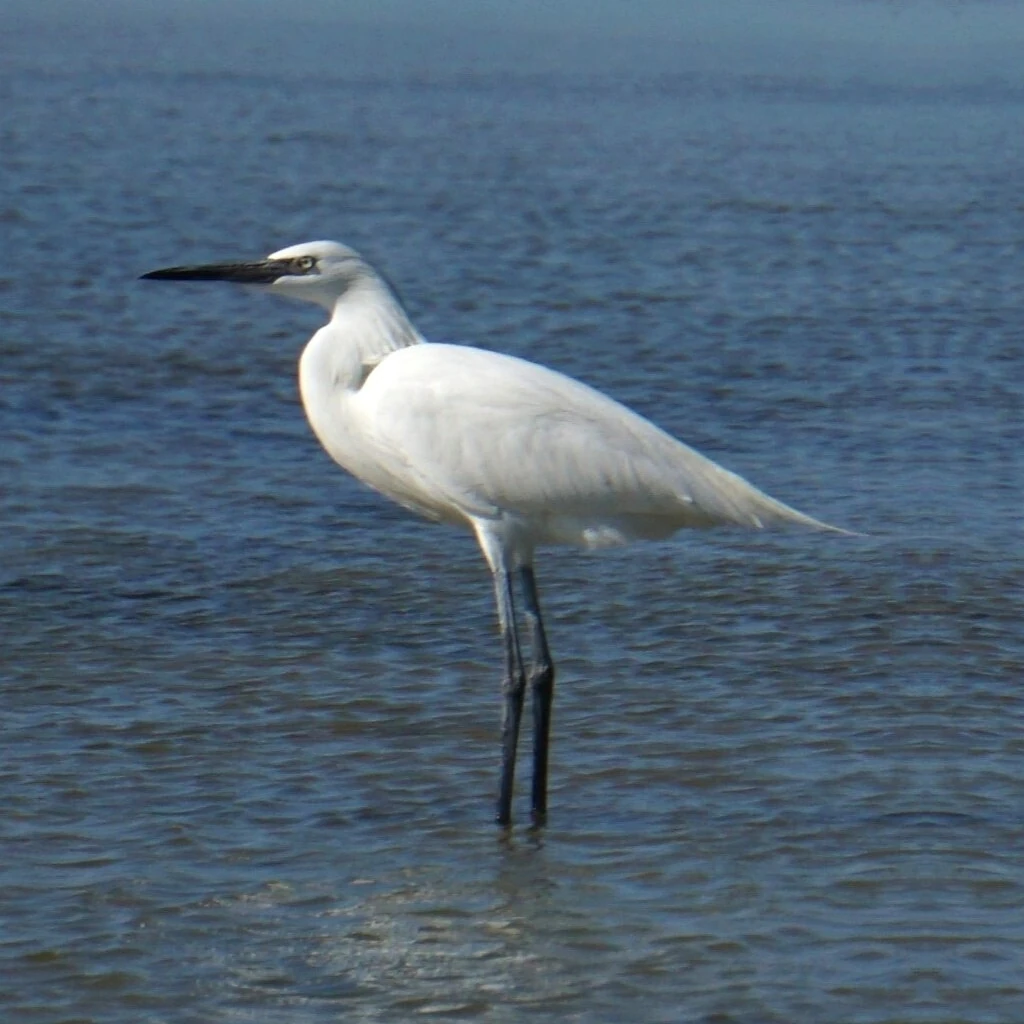 アカクロサギ●Egretta rufescens○Reddish Heron