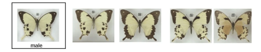 オスジロアゲハ, Papilio dardanus, Saharan swallowtail