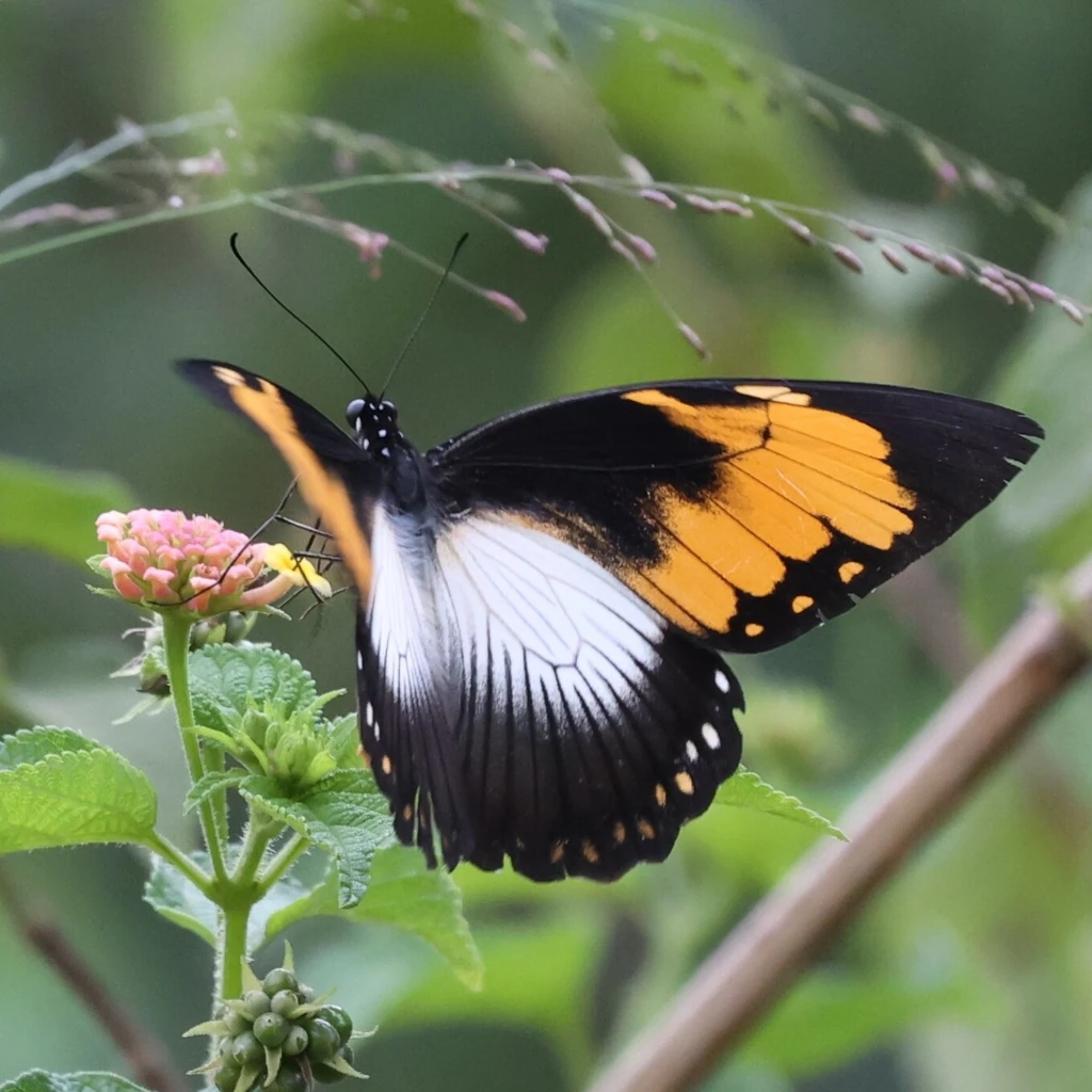 オスジロアゲハ, Papilio dardanus, Saharan swallowtail