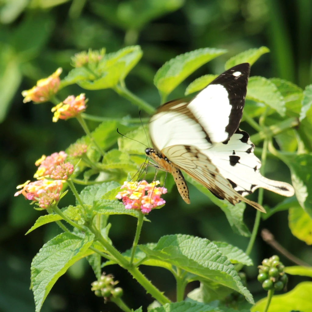 オスジロアゲハ, Papilio dardanus, Saharan swallowtail