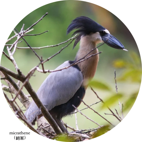 トール ロッキング