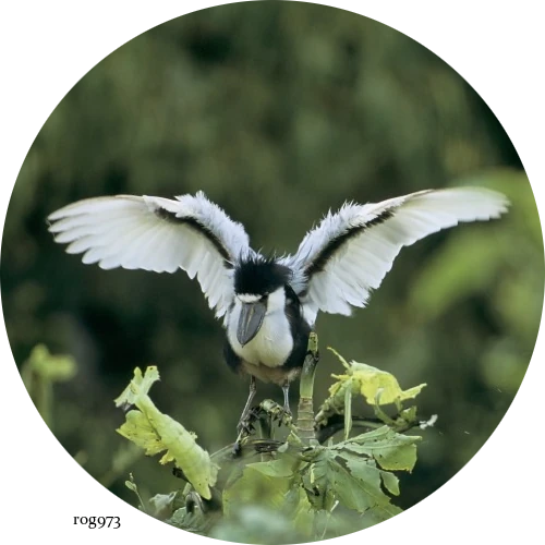 ヒロハシサギのウィングス アウト ディスプレイ(Boat-billed Herons Wings Out display)