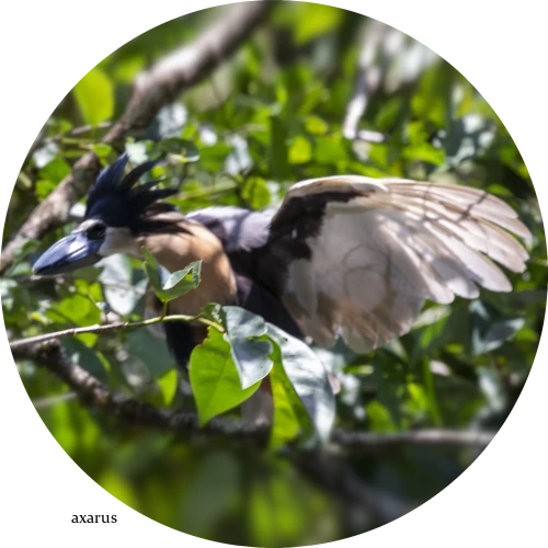 ヒロハシサギのウィングス アウト ディスプレイ(Boat-billed Herons Wings Out display)